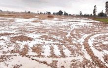 मौसम की मार से 500 हेक्टेयर में बोए गए गेहूं पर संकट, धान की फसलों को भी हुआ नुकसान