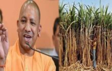 योगी सरकार का गन्ना किसानों के लिए बड़ा फैसला, गन्ना मूल्य में बढ़ोत्तरी किये जाने को दी मंजूरी