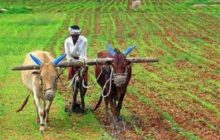 कृषि क्षेत्र के दम पर अर्थव्यवस्था में तेजी लौटेगी, कृषि क्षेत्र भारतीय अर्थव्यवस्था की नींव है: वित्त मंत्रालय